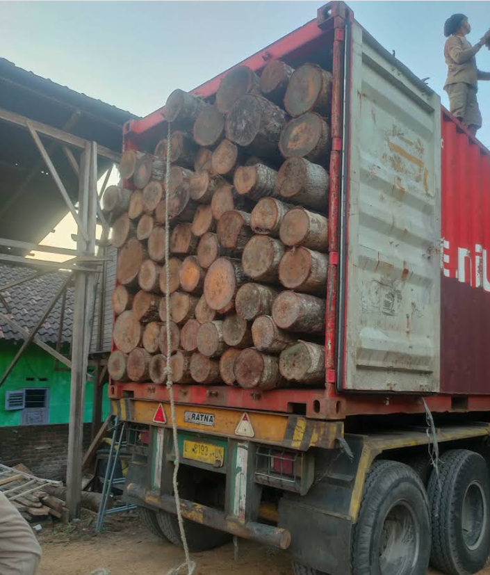 Kayu Kelapa 8